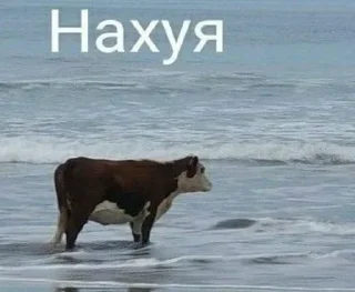 Sticker Больше стиков тут: @stikery4 - 6