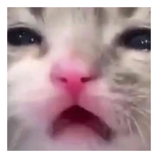 Sticker maamamiaa - 1