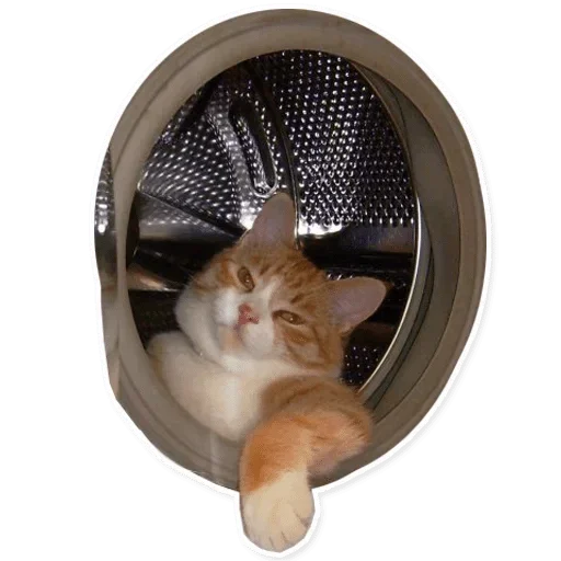 animal cat small to medium-sized cats