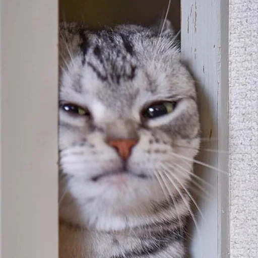 Sticker macrocats - 9