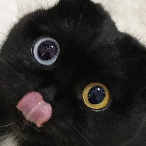 Sticker macrocats - 7