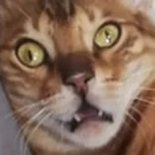 Sticker macrocats - 10