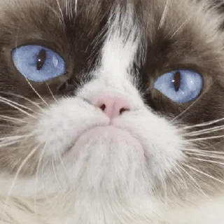 Sticker macrocats - 0