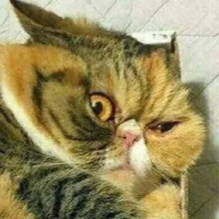 Sticker macrocats - 3