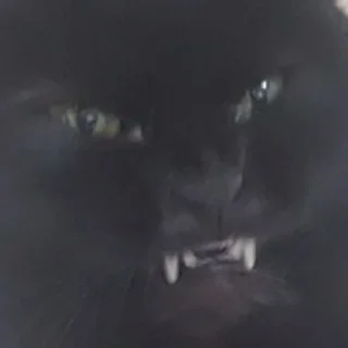 Sticker macrocats - 6