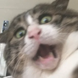 Sticker macrocats - 11