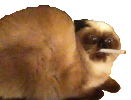 animal mammal primate