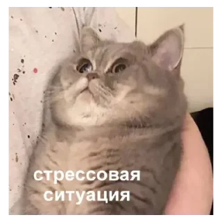 Стикер Бешеный заяц🐰 - 6