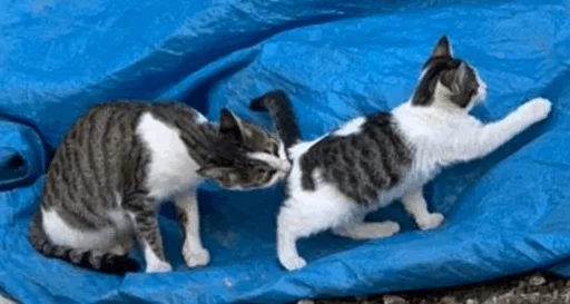 Стикер mahicay - 1