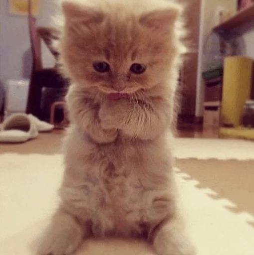 Стикер mahicay - 1