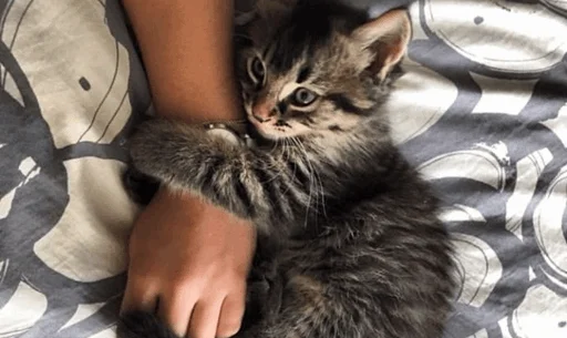 Стикер mahicay - 1