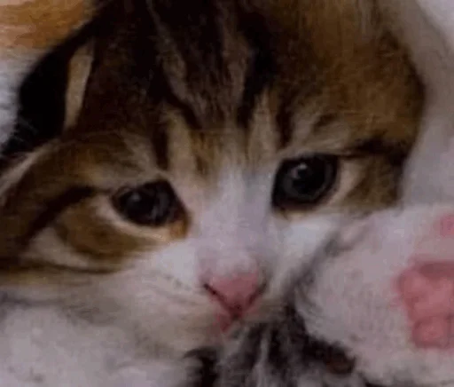 Стикер mahicay - 1