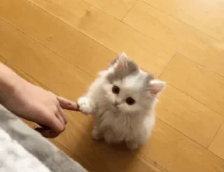 Стикер cat - 11