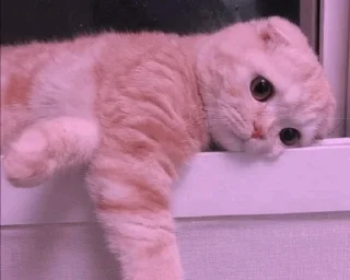 Стикер cat - 8