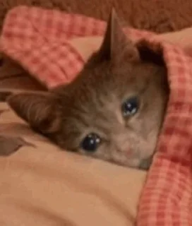 Стикер cat - 5