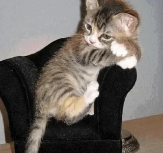 Стикер cat - 0