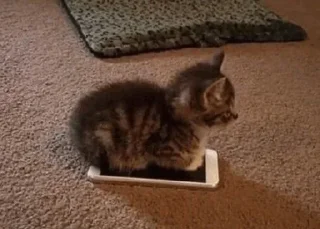 Стикер cat - 4