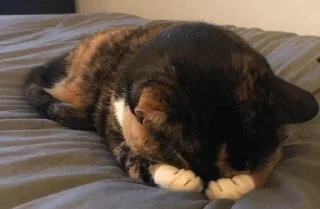 Стикер cat - 10