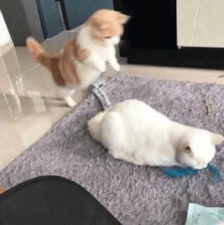 Стикер cat - 2