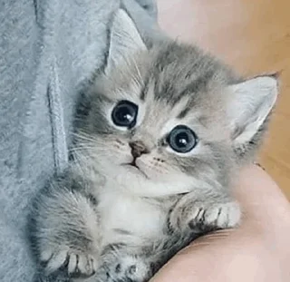 Стикер cat - 9