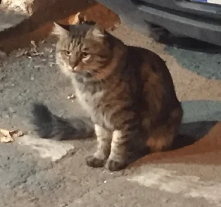 Стикер cat - 3