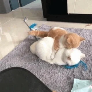 Стикер cat - 7