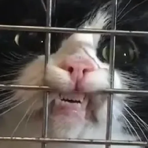 Стикер makabr_memabr - 1