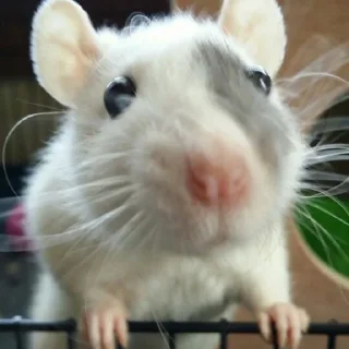 Стикер Пляска котиков @makabr_memabr - 10