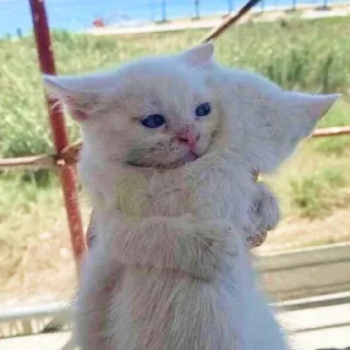 Стикер Пляска котиков @makabr_memabr - 4