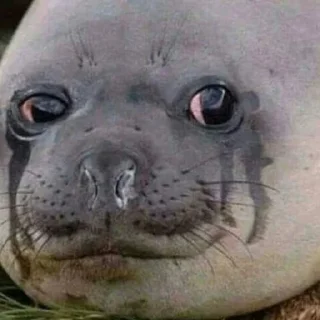 Стикер Пляска котиков @makabr_memabr - 2