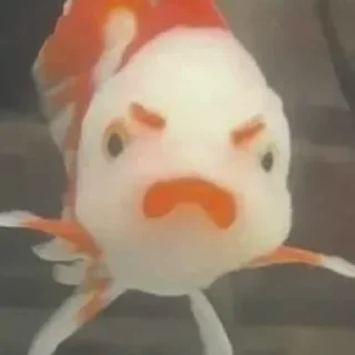 Стикер Пляска котиков @makabr_memabr - 0