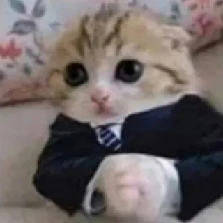 Стикер Пляска котиков @makabr_memabr - 7