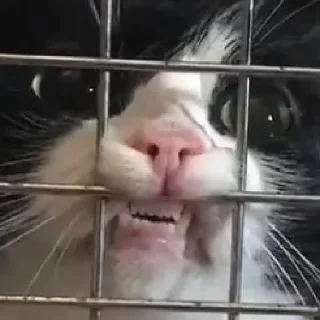 Стикер Пляска котиков @makabr_memabr - 5