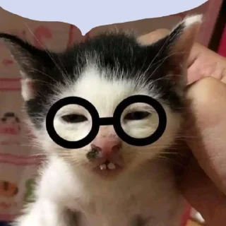 Стикер Пляска котиков @makabr_memabr - 1