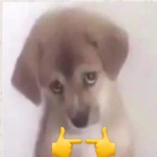 Стикер Пляска котиков @makabr_memabr - 11