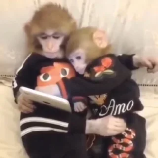 Sticker обезьяны @vladwerrdesign - 2