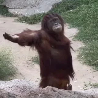 Sticker обезьяны @vladwerrdesign - 1