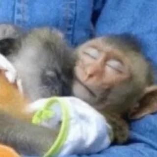 Sticker обезьяны @vladwerrdesign - 9