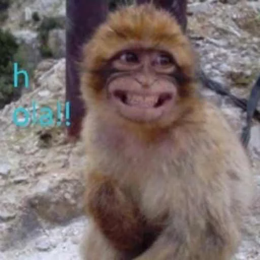 Макакі і обізяни - 