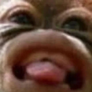 Sticker Макакі і обізяни - 3