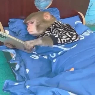 Sticker Макакі і обізяни - 5