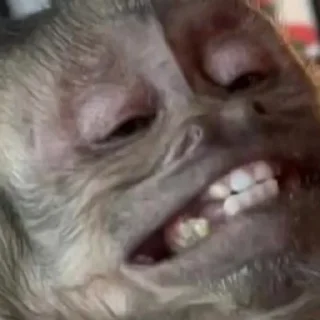 Sticker Макакі і обізяни - 4