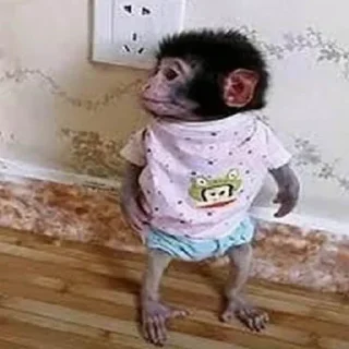 Sticker Макакі і обізяни - 8