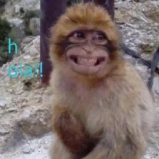 Sticker Макакі і обізяни - 10