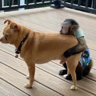 Sticker Макакі і обізяни - 2