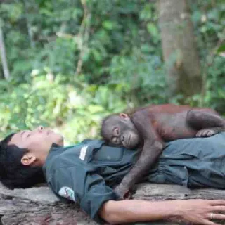 Sticker Макакі і обізяни - 0