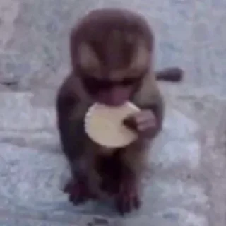 Sticker Макакі і обізяни - 9