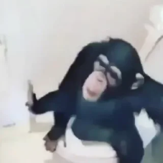 Sticker Макакі і обізяни - 11