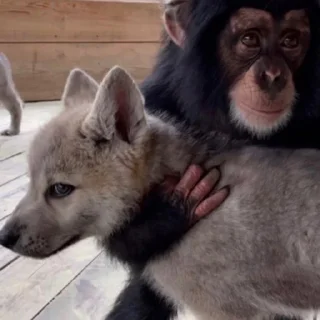 Sticker Макакі і обізяни - 7