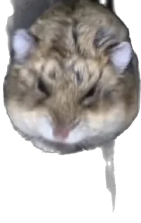 Стикер makaki - 7